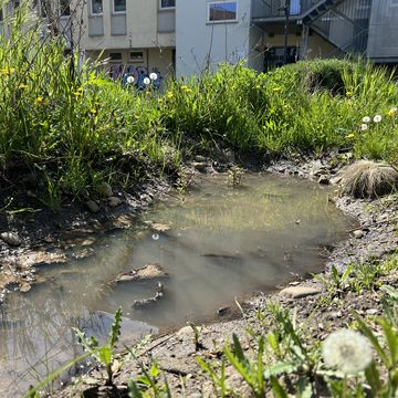 »The Pond«, der Versuchsteich für das Projekt auf dem Campus wurde mit einer speziellen Lehmschicht versehen, damit das Wasser nicht in den Boden sickert. Foto: Mindaugas Gapsevicius Kleiner Teich umgeben von üppigen Pflanzen