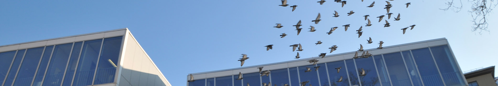 Imagebild_Vogelschwarm vor Glasgebäude