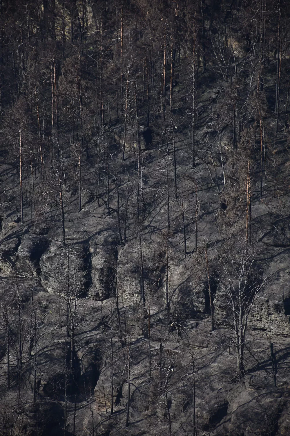 Überreste eines Waldbrandes, Luftaufnahme