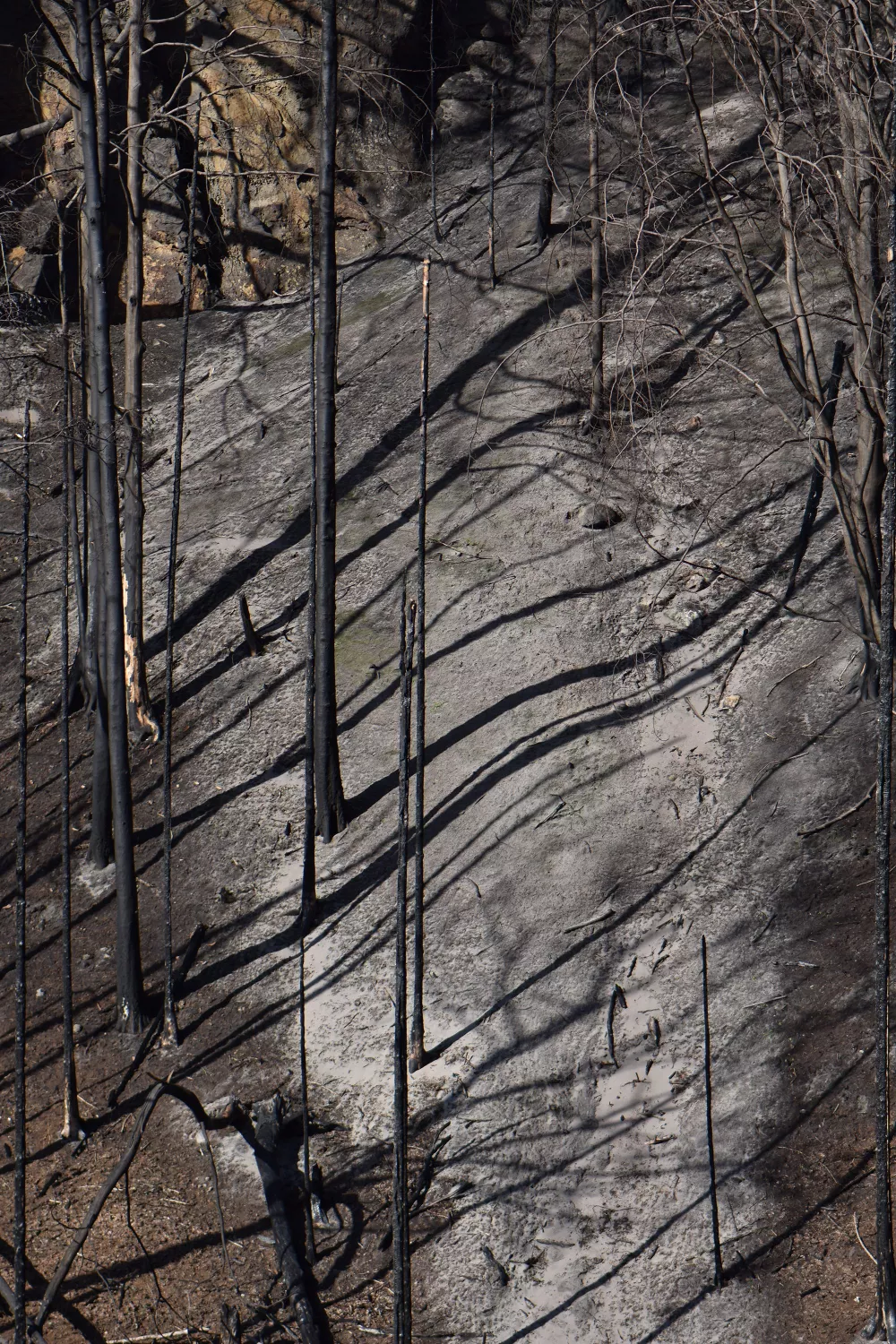 Überreste eines Waldbrandes, Luftaufnahme