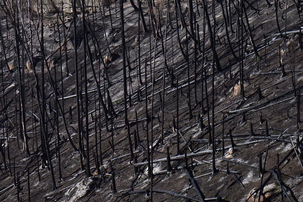 Überreste eines Waldbrandes, Luftaufnahme