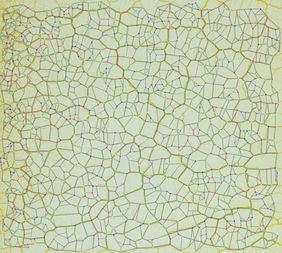 Michael Dirnberger – Übersetzung des Schleimpilz-Plasmodiums in einen mathematischen Graphen, Bild: T. Mehlhorn (KIST Europe Saarbrücken)