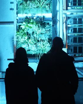 Seit Herbst 2024 ist die innovative Fassadenbegrünung Tag und Nacht im Einsatz. Bauhaus-Universität Weimar, Foto: Dana Höftmann