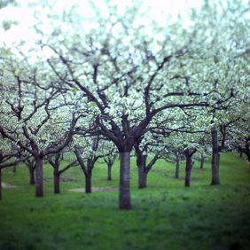Blühender Kirschbaum (Foto: Jörg Wolf)