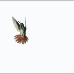 Sanna Kannisto, act of flying, amazilia tzacatl (1), 2007, c-print,/diasec (Courtesy Georg Kargl Fine Arts, Wien/Vienna)