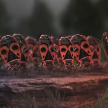 Videostill aus dem Gewinnerfilm »Crossover« von Fabian Grodde.