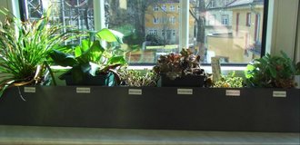 Kontrollgruppe der eingesetzten Pflanzen (Foto: TWIST++)
