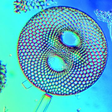 »Marine Fossil«, 1976. Fotograf: Fritz Goro