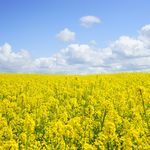 Rapsfeld unter bewölktem blauem Himmel