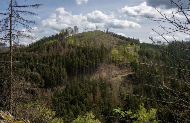 Abgestorbene Wälder und Kahlschläge in der Nähe von Bad Tabarz / Funke Medien Thüringen, Dirk Bernkopf