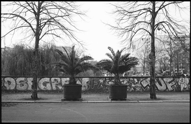 Palmen in Berlin, Engelbecken (Bild: Clemens Helmke 2020)