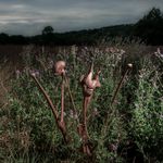 abstrakte holzskulpturen zwischen blühenden Disteln in der Natur