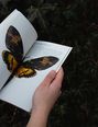 Buch Lepidopteri