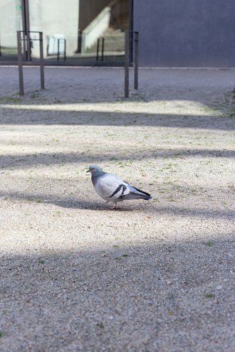 A pigeon at the backyard of the university library