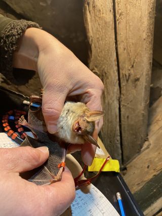 A bat conservationist rings a female greater mouse-eared bat; photo: Kerstin Ergenzinger Close-up of a small bat being carefully held in two hands. An orange ring is attached to one of its legs.