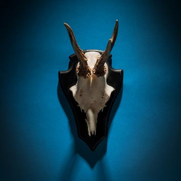 HANT-Geweih (Foto: Paul-Ruben Mundthal) 