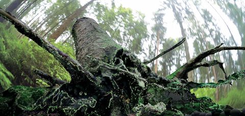 Was Fledermäuse, Olivenbäume und KI verbindet: Digital bearbeitete Ansicht eines abgestorbenen Baumstamms mit weit ausgreifenden Ästen in einem Wald. Stamm und Äste sind von zahlreichen kleinen grünen und dunklen Punkten überzogen.