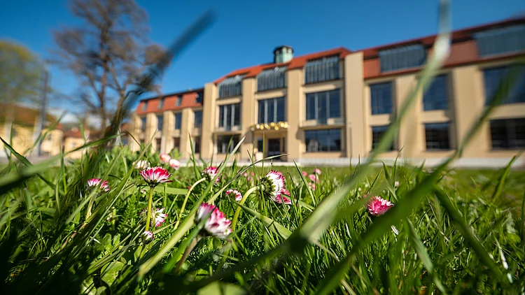 Meadow, Flower, Campus, Summer, Main Building