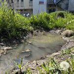 Kleiner Teich umgeben von üppigen Pflanzen