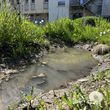 Kleiner Teich umgeben von üppigen Pflanzen