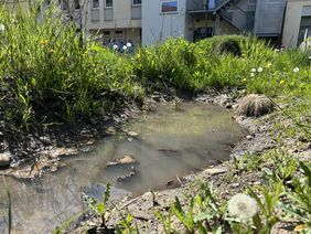 Kleiner Teich umgeben von üppigen Pflanzen