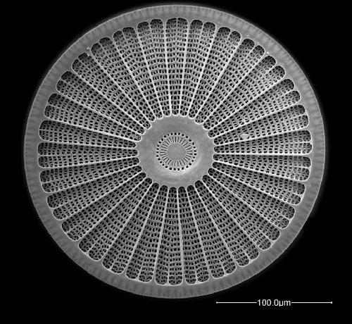 Rasterelektronenmikroskopische Fotografie der Diatomee Arachnodiscus (Alfred-Wegener-Institut für Polar- und Meeresforschung Bremerhaven)