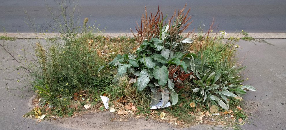 Fotografie von Pflanzengurppe, die aus dem Asfalt einer Straße wächst