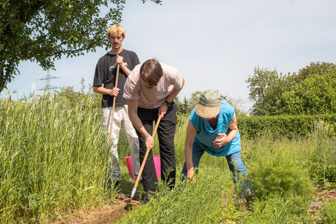 drei Personen arbeiten mit Hacken im Beet