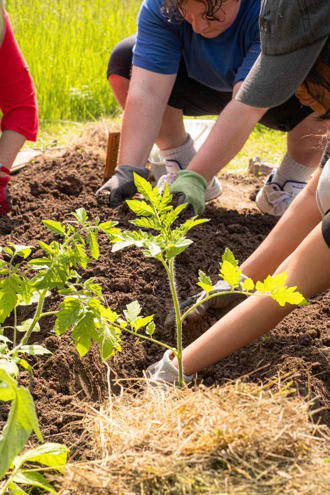 Hände von Personen, die Tomatenpflanzen pflanzen
