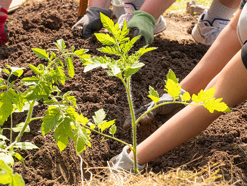 Hände von Personen, die Tomatenpflanzen pflanzen