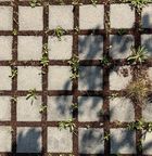 (c) Gala Nettelbladt Fotografie von rasterförmig angeordneten Pflastersteinen zwischen denen verschiedenste Pflänzchen wachsen