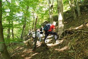 Studierende auf Exkursion in einem Wald