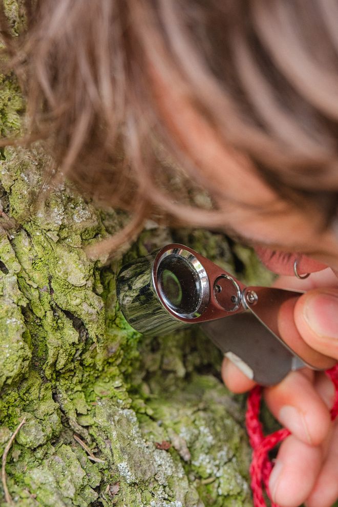 Nahaufnahme einer Person, die mit einer Lupe Baumrinde untersucht