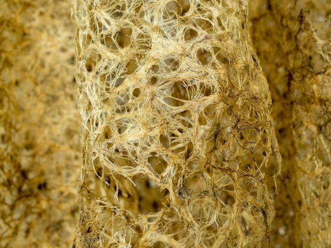 Ausstellungswerk aus der Ausstellung »Shared Habitats«; Arbeit von Freya Probst. Foto: Silke kleine Kalvelage