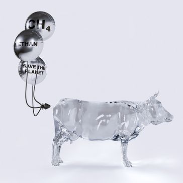 Kuh mit Methan-Plug