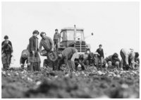 60er Jahre: Einsatz bei der Kartoffelernte