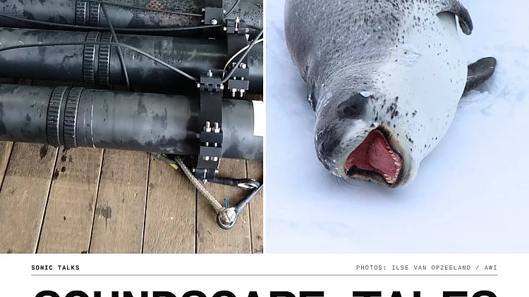 Poster for the Sonic Talk »Soundscape Tales from the Cold« with Ilse van Opzeeland. It shows underwater recording equipment and a seal lying in the snow, with the title, speaker’s name, date, time and location below.