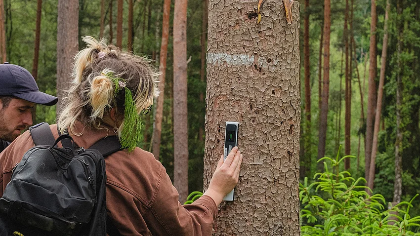 eine Person hält ein Messgerät an Baumrinde eines Baumstammes