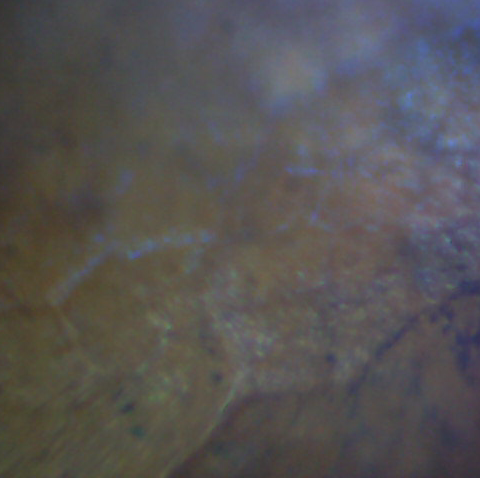 File:Ahornblatt Surface Mikroskop.jpg