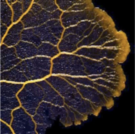File:Brain shaped slime mold.jpeg