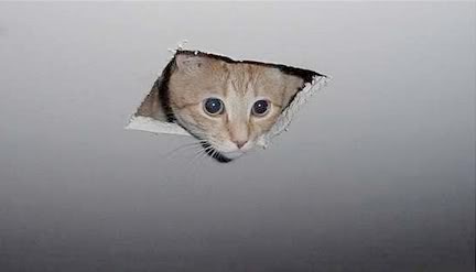 File:Ceiling-cat.jpg