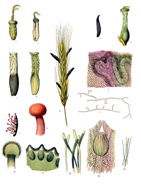 File:Claviceps purpurea - Köhler–s Medizinal-Pflanzen-185.jpg