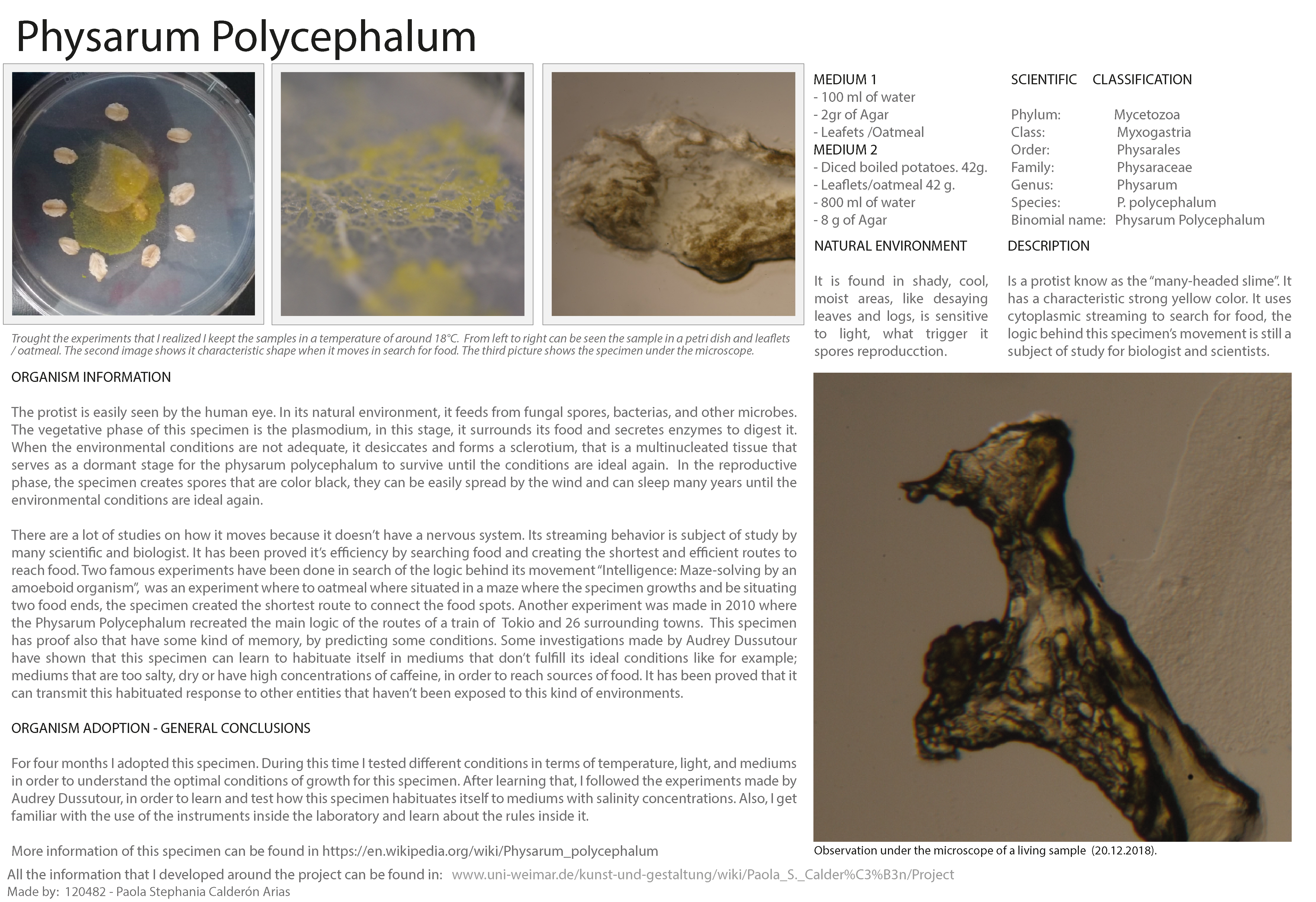 DATA sheet Physarum Polycephalum.jpg