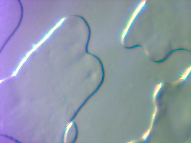 File:Human Sperm Sample DIVm AA.jpg