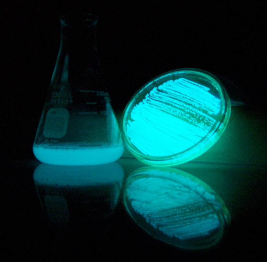 LuminescentBacteria.jpg