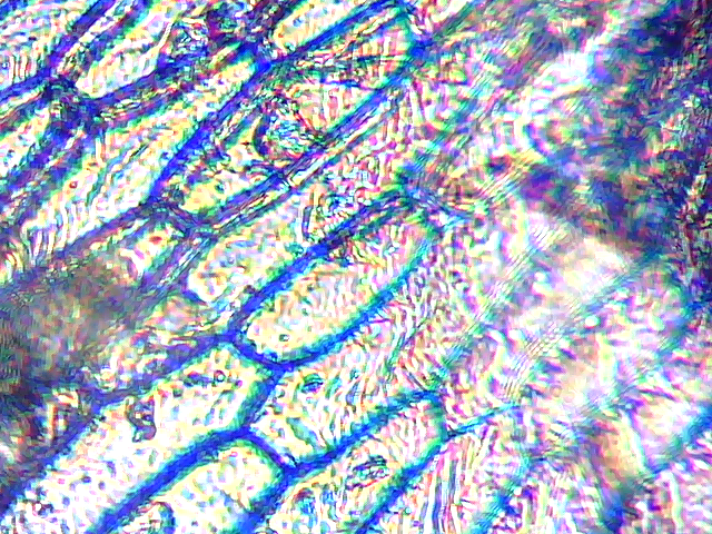 File:Microscope-jakob-onion-skin-122830.png