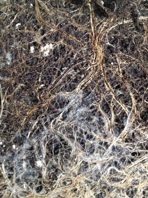 mycorrhiza