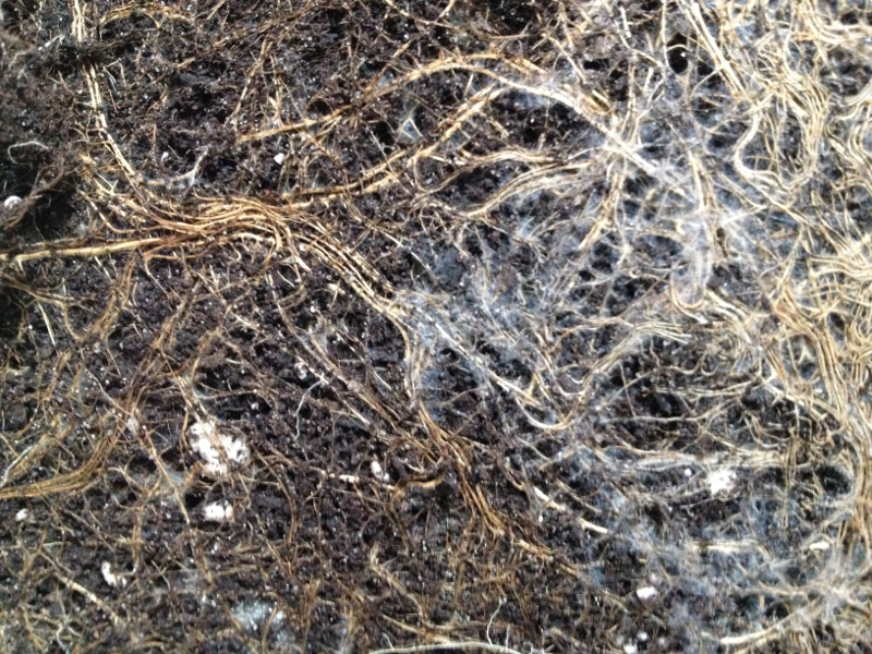 File:Mycorrhiza1.png