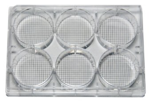 File:Petri-dish-6-plates.png