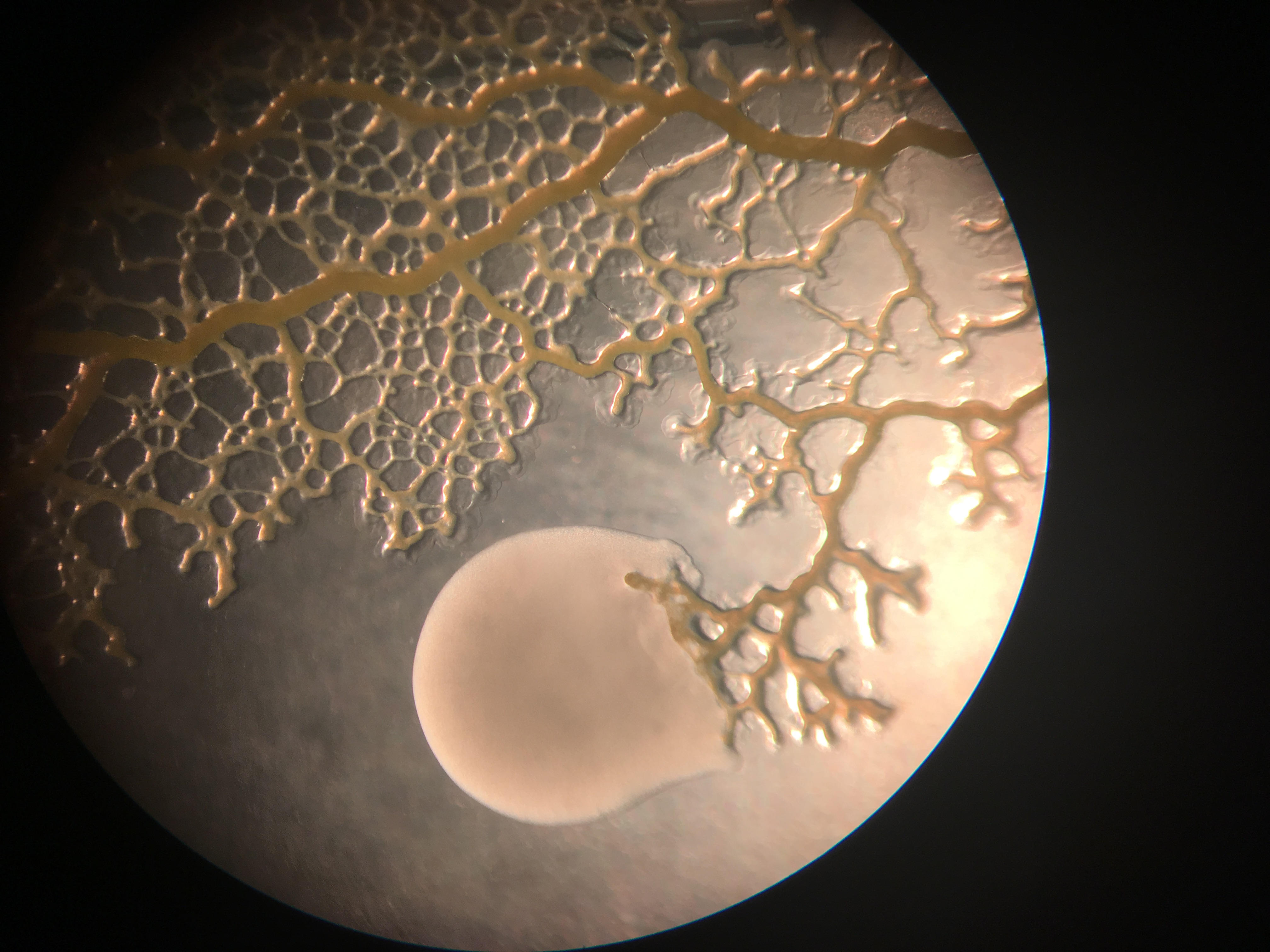 Physarum Policephalum sample